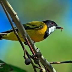 Pachycephala pectoralis (Golden Whistler) at Conjola Bushcare - 20 Feb 2017 by CharlesDove