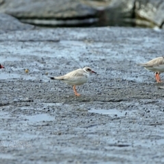 Charadrius rubricollis (Hooded Plover) at South Pacific Heathland Reserve - 20 Feb 2017 by Charles Dove