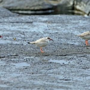 Charadrius rubricollis at suppressed - 21 Feb 2017