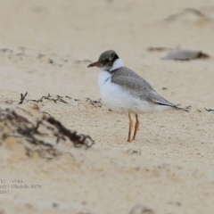 Charadrius rubricollis at suppressed - 21 Feb 2017