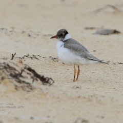 Charadrius rubricollis at suppressed - suppressed