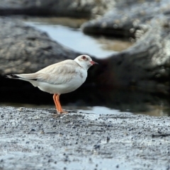 Charadrius rubricollis at suppressed - 21 Feb 2017