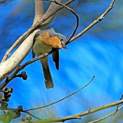 Myiagra rubecula (Leaden Flycatcher) at Undefined - 20 Feb 2017 by CharlesDove