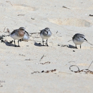 Calidris ruficollis at undefined - 20 Feb 2017 12:00 AM