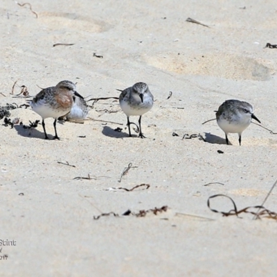 Calidris ruficollis (Red-necked Stint) at Undefined - 20 Feb 2017 by CharlesDove