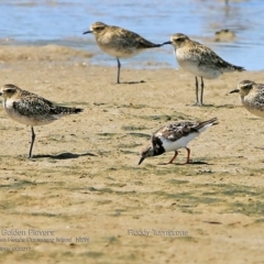 Arenaria interpres (Ruddy Turnstone) at Undefined - 17 Feb 2017 by CharlesDove