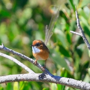 Stipiturus malachurus at Conjola Bushcare - 20 Feb 2017