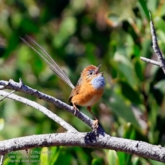 Stipiturus malachurus at Conjola Bushcare - 20 Feb 2017