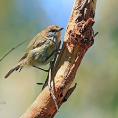 Acanthiza lineata (Striated Thornbill) at Conjola Bushcare - 16 Feb 2017 by Charles Dove