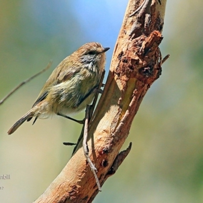 Acanthiza lineata (Striated Thornbill) at Conjola Bushcare - 17 Feb 2017 by CharlesDove