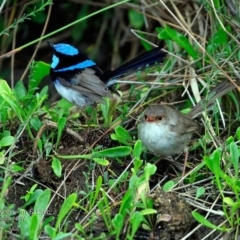 Malurus cyaneus (Superb Fairywren) at Dolphin Point, NSW - 13 Feb 2017 by Charles Dove