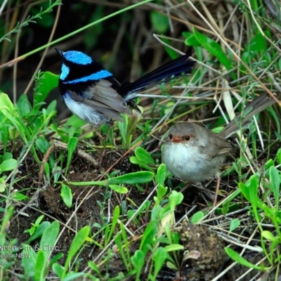 Malurus cyaneus (Superb Fairywren) at Meroo National Park - 14 Feb 2017 by CharlesDove