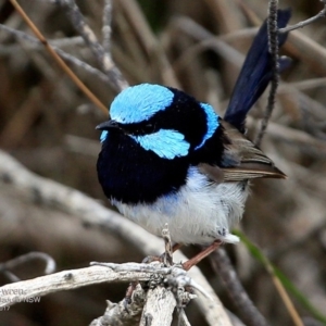 Malurus cyaneus at Meroo National Park - 14 Feb 2017 12:00 AM