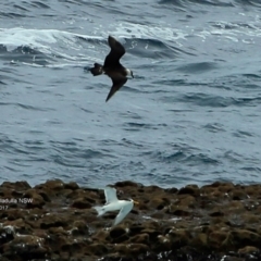 Stercorarius parasiticus (Arctic Jaeger) at Undefined - 16 Feb 2017 by CharlesDove