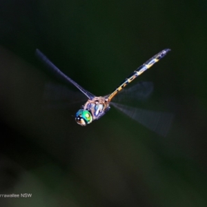 Hemicordulia australiae at undefined - 10 Feb 2017