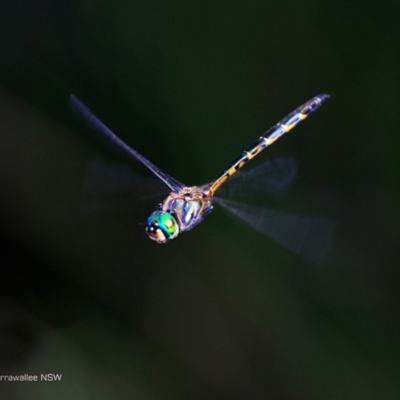 Hemicordulia australiae (Australian Emerald) at Undefined - 10 Feb 2017 by CharlesDove