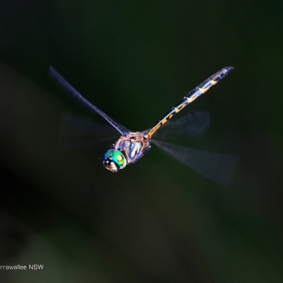 Hemicordulia australiae (Australian Emerald) at Garrads Reserve Narrawallee - 9 Feb 2017 by Charles Dove