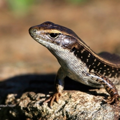 Eulamprus quoyii (Eastern Water Skink) at Milton Rainforest Bushcare - 7 Feb 2017 by CharlesDove