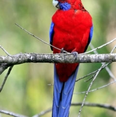 Platycercus elegans (Crimson Rosella) at Garrad Reserve Walking Track - 10 Feb 2017 by CharlesDove