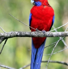 Platycercus elegans (Crimson Rosella) at Narrawallee Foreshore and Reserves Bushcare Group - 9 Feb 2017 by Charles Dove