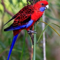 Platycercus elegans at Narrawallee Foreshore and Reserves Bushcare Group - 10 Feb 2017 12:00 AM