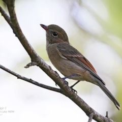 Pachycephala pectoralis (Golden Whistler) at Wairo Beach and Dolphin Point - 12 Feb 2017 by Charles Dove