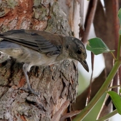 Colluricincla harmonica (Grey Shrikethrush) at Burrill Lake, NSW - 12 Feb 2017 by Charles Dove