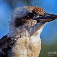 Dacelo novaeguineae (Laughing Kookaburra) at Narrawallee Foreshore and Reserves Bushcare Group - 14 Feb 2017 by Charles Dove