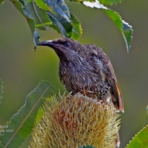 Anthochaera chrysoptera at South Pacific Heathland Reserve - 20 Feb 2017