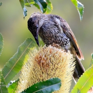 Anthochaera chrysoptera at South Pacific Heathland Reserve - 20 Feb 2017