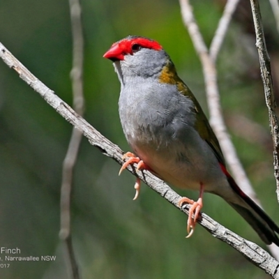 Neochmia temporalis (Red-browed Finch) at Garrad Reserve Walking Track - 13 Feb 2017 by Charles Dove