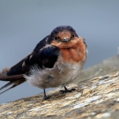 Hirundo neoxena (Welcome Swallow) at Undefined - 12 Feb 2017 by CharlesDove