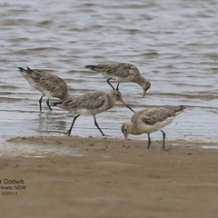 Limosa lapponica (Bar-tailed Godwit) at Undefined - 9 Feb 2017 by Charles Dove
