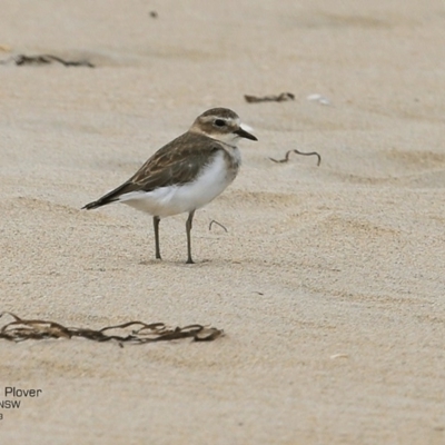 Anarhynchus bicinctus (Double-banded Plover) at Undefined - 2 Feb 2017 by Charles Dove