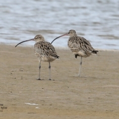 Numenius madagascariensis (Eastern Curlew) at Undefined - 3 Feb 2017 by CharlesDove