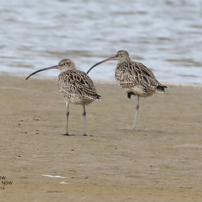 Numenius madagascariensis (Eastern Curlew) at Undefined - 2 Feb 2017 by Charles Dove