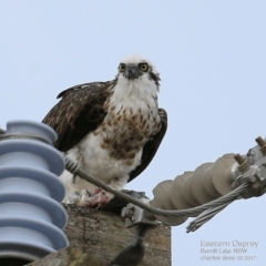 Pandion haliaetus (Osprey) at Undefined - 7 Feb 2017 by CharlesDove