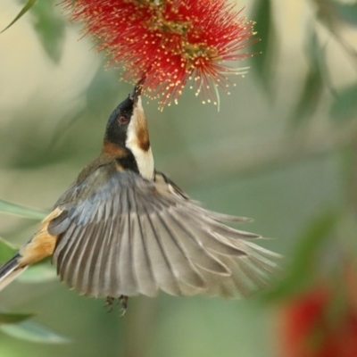 Acanthorhynchus tenuirostris (Eastern Spinebill) at Booderee National Park - 25 May 2014 by Leo