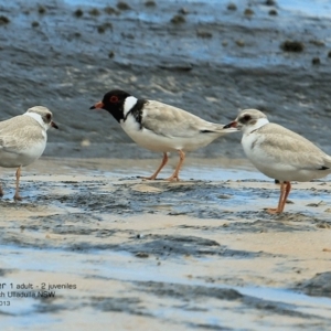 Charadrius rubricollis at suppressed - 5 Feb 2017