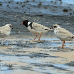 Charadrius rubricollis (Hooded Plover) at South Pacific Heathland Reserve - 4 Feb 2017 by Charles Dove