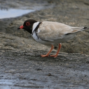 Charadrius rubricollis at suppressed - 5 Feb 2017