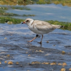 Charadrius rubricollis at suppressed - 5 Feb 2017