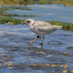 Charadrius rubricollis at suppressed - 5 Feb 2017