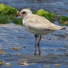 Charadrius rubricollis at suppressed - 5 Feb 2017