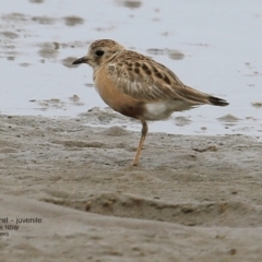 Peltohyas australis (Inland Dotterel) at Brogers Creek, NSW - 1 Feb 2017 by Charles Dove