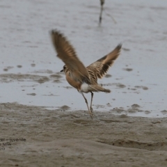 Peltohyas australis at Shoalhaven Heads, NSW - 2 Feb 2017