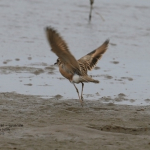 Peltohyas australis at Shoalhaven Heads, NSW - 2 Feb 2017