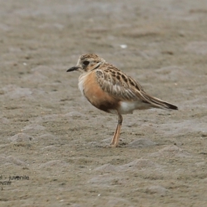 Peltohyas australis at Shoalhaven Heads, NSW - 2 Feb 2017