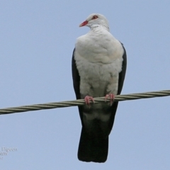 Columba leucomela (White-headed Pigeon) at Undefined - 1 Feb 2017 by CharlesDove