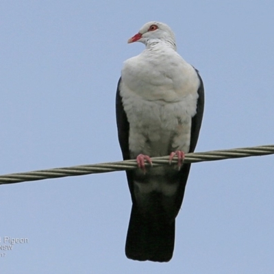 Columba leucomela (White-headed Pigeon) at Undefined - 31 Jan 2017 by Charles Dove